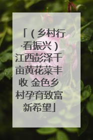 （乡村行·看振兴）江西彭泽千亩黄花菜丰收 金色乡村孕育致富新希望