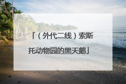 （外代二线）索斯托动物园的黑天鹅