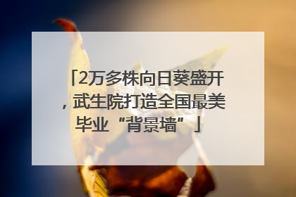2万多株向日葵盛开，武生院打造全国最美毕业“背景墙”